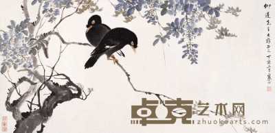 江寒汀 丁亥（1947年）作 紫藤八哥图 片 38.5×78.5cm